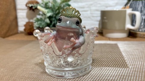 ビンタ 漫才 陶器みたいな本物のカエルの仕草に反響 50匹飼う投稿主が明かす魅力 Oricon News