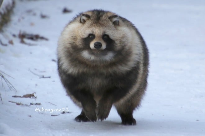 �u�����Ă���^�k�L�̃o�P���m���c�v