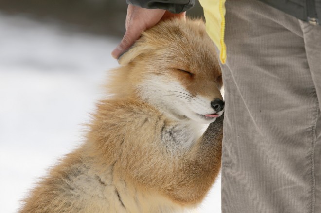 �ӂ������͐l�����������ǁA�C�^�Y������D��