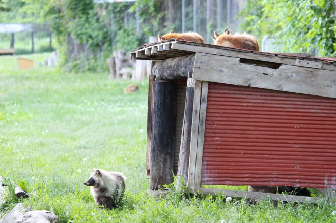 �u���Ȃ����[�c�c�v