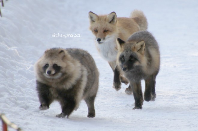 ���ǂ����炷�^�k�L�ƃL�c�l