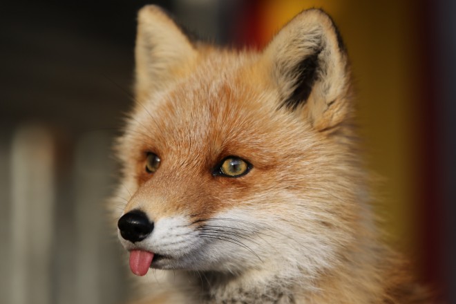 ����o�����܂܃t���[�Y����L�c�l