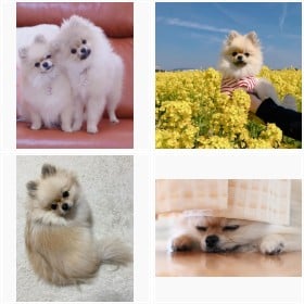 �ۂ񂿂��̃t�H�g�M�������[