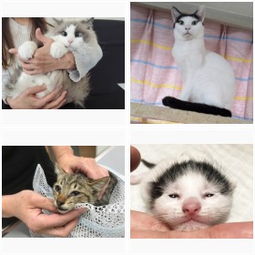 NPO�@�l�w�˂�����x�ŕی삳�ꂽ�L���� 2021