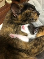 生まれときはこんなに小さく、母猫の愛に包まれていたP太郎