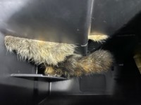 車のダッシュボードに…猫のしっぽ？ 一体何が…