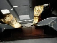 車のダッシュボードに入り込んでしまった子猫