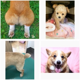 �f�������̂���ʓI�Ȍ��t�H�g�M�������[