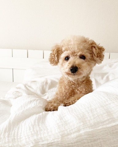 ���{�ł͒f������̂���ʓI�ȃg�C�v�[�h��