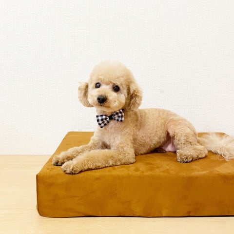 ���{�ł͒f������̂���ʓI�ȃg�C�v�[�h��