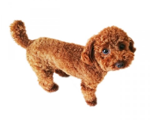 ���{�ł͒f������̂���ʓI�ȃg�C�v�[�h��