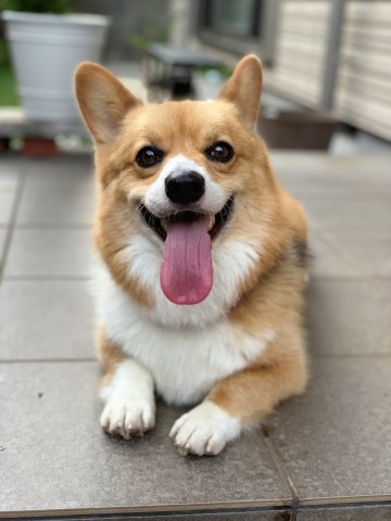 ���{�ł͒f������̂���ʓI�ȃR�[�M�[