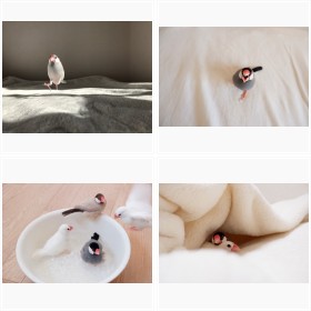 ���܂΂��肶��Ȃ��I�Y���Q�ɁA�����т��c�h�`���s���h���������̃t�H�g�M�������[