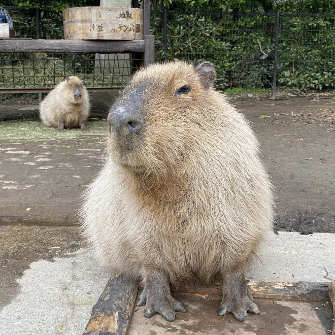 画像 写真 長崎バイオパークのおもしろほっこり癒しの動物たち 2枚目 Oricon News