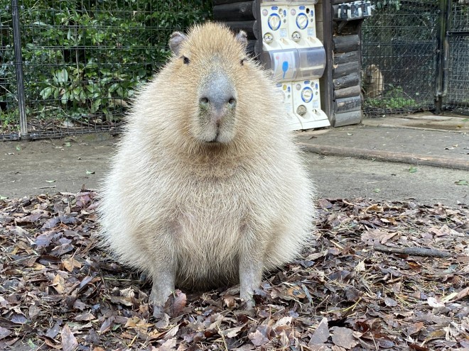 画像 写真 長崎バイオパークのおもしろほっこり癒しの動物たち 9枚目 Oricon News