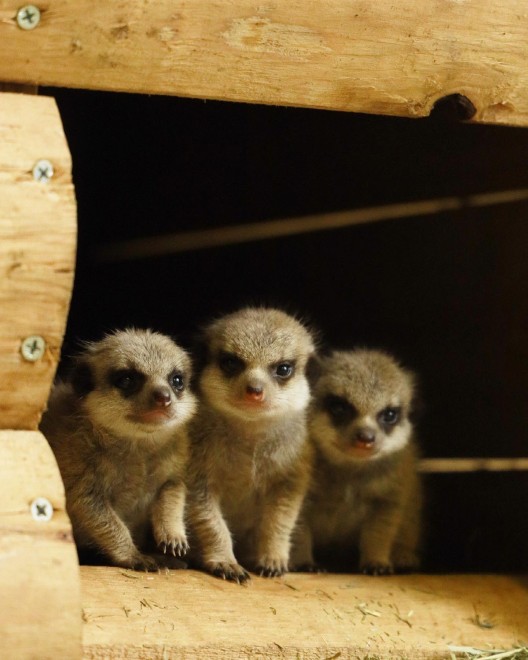 画像 写真 長崎バイオパークのおもしろほっこり癒しの動物たち 枚目 Oricon News