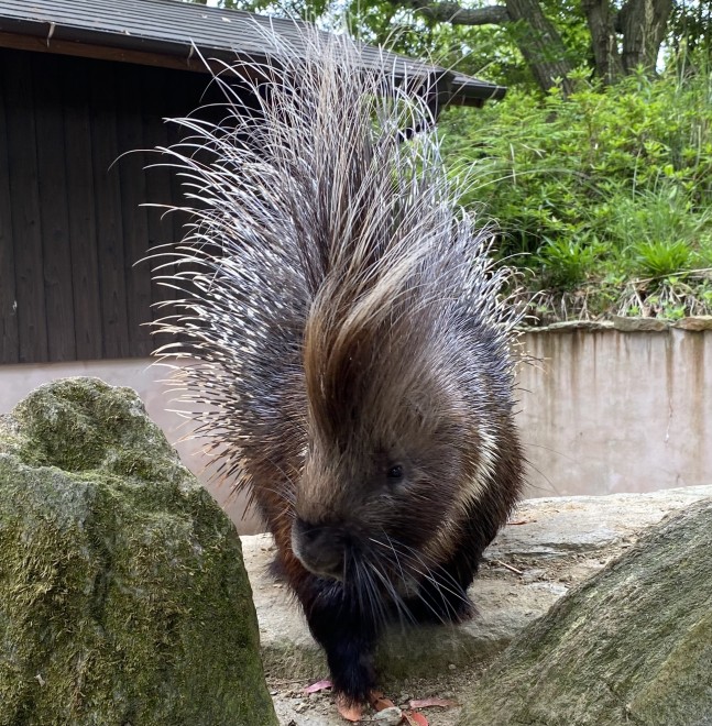 画像 写真 長崎バイオパークのおもしろほっこり癒しの動物たち 22枚目 Oricon News