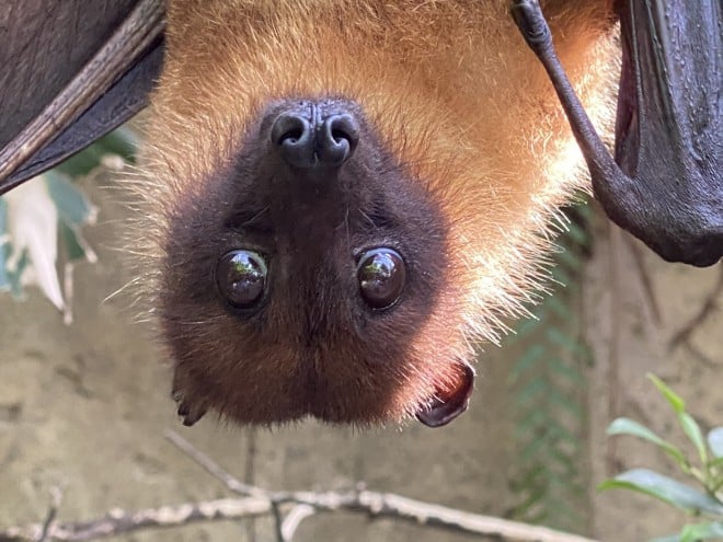 画像 写真 長崎バイオパークのおもしろほっこり癒しの動物たち 24枚目 Oricon News