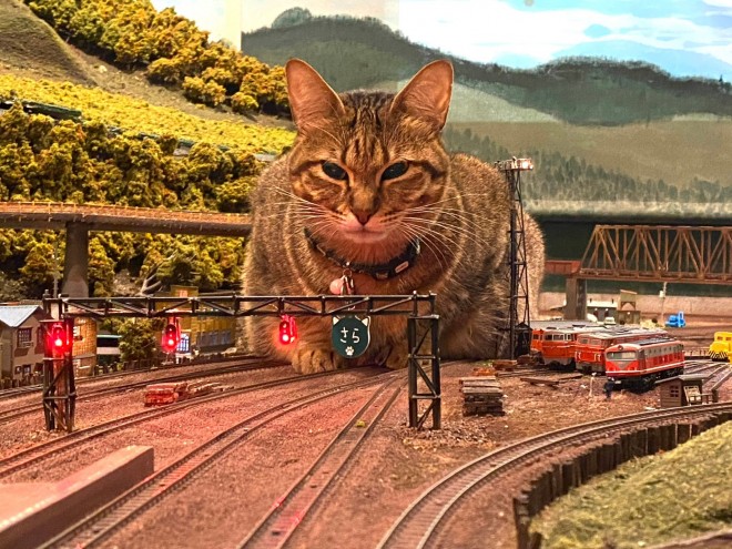 運休理由は鉄橋に巨大猫 鉄道ジオラマで気ままに遊ぶ猫に反響 窮地の飲食店を救った 猫の恩返し とは Oricon News