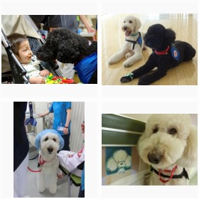 ���}���A���i��ȑ�w�a�@�Ζ����E�~�J�ƃ����X�̃t�H�g�M�������[