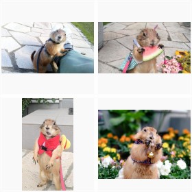 �v���[���[�h�b�O�E�u�C�N�̃t�H�g�M�������[