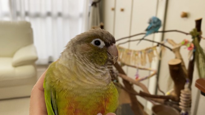 片思いするインコ いじらしい行動に 涙出る メスの気を引くも悲しい現実 あくまで群れの仲間 Oricon News