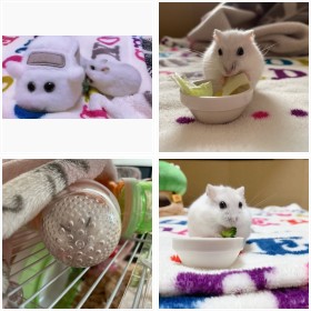 �h���C�u�ɍs�������n���X�^�[�E���񂲂����̃t�H�g�M�������[