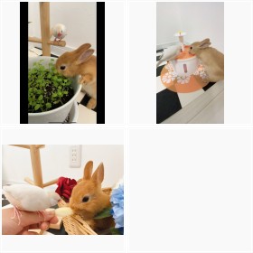 �h�Ԃ����E�T�M�h���r�����Ɓh��y�����h�܂邿���̃t�H�g�M�������[