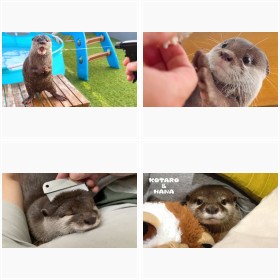 �R�c���J���E�\�̃R�^���[����ƃn�i�����̃t�H�g�M�������[