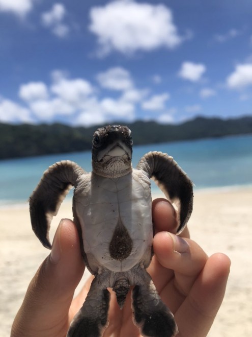 されるがままのウミガメの赤ちゃんに「たまらん」 食用で絶滅危機に瀕