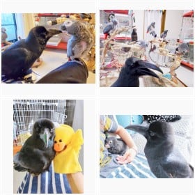 vanilla����̂䂩���Ȓ������̃t�H�g�M�������[