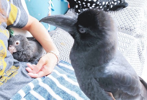 クロインコ 黒哥（くろう）とハシブトガラス 呂色（ろいろ） 画像提供：@vanilla_crow