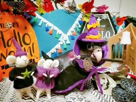 ｺｽﾌﾟﾚｲﾝｺのｸﾛｲﾝｺ 黒哥（くろう）くん 画像提供：@vanilla_crow