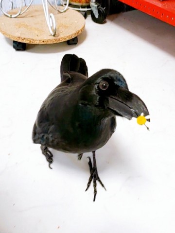 お花を持って来てくれる呂色（ろいろ）くん 画像提供：@vanilla_crow