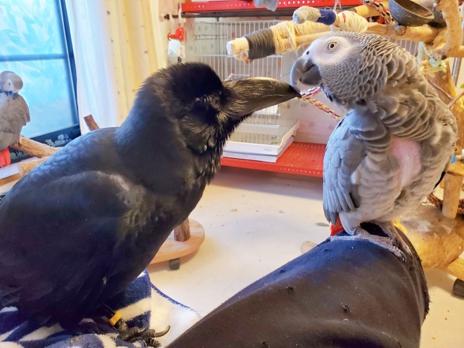 ���E���̍g�K�i���䂫�j�����̎���1�ԍD���ȘC�F�i�낢��j���� �摜�񋟁F@vanilla_crow