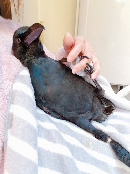 くちばしカットに素直に応じる保護されたカラス ペットの鳥たちとともに 傷病鳥 の終生飼養を選択した投稿者の覚悟 Oricon News