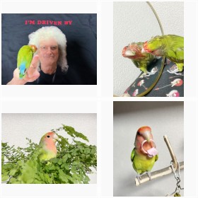 T�V���c�̃u���C�A���E���C�ɁA���ɉf���������ɂ܂Łc�Ȃ�ɂł����ł��҂�����C���R