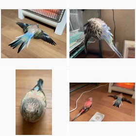 �q�[�^�[�O�̓����Ȃ͏��ԑ҂��A�g�����̂���D���ȃC���R�E���C����񂽂��̓���