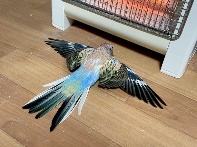 無防備すぎでは ヒーター前で暖を取るインコに反響 愛鳥への 焼き鳥 発言にはモヤモヤも Oricon News