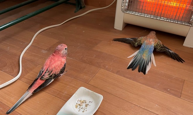 無防備すぎでは ヒーター前で暖を取るインコに反響 愛鳥への 焼き鳥 発言にはモヤモヤも Oricon News