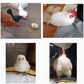 ����L���Ō����ă��t���t�ȃj���g�������̓���V���b�g