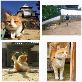 �������R��́g�L���h���񂶂�[��[�t�H�g�M�������[