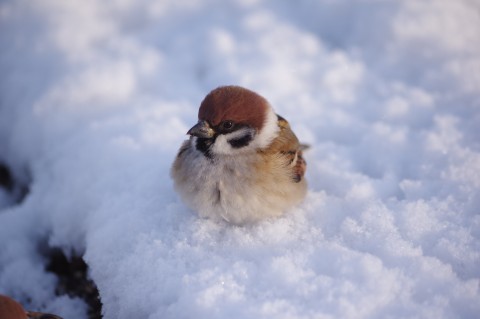  (C)���삳�Ƃ邳��i@onakan_s�j