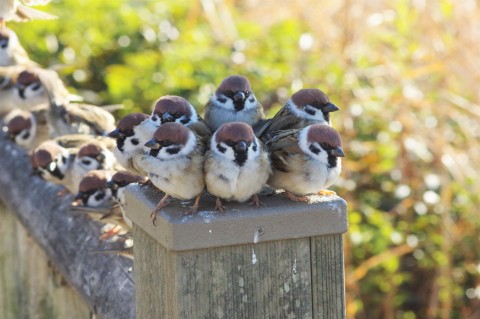  (C)���삳�Ƃ邳��i@onakan_s�j