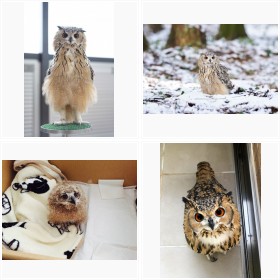 飼い主にスリスリ甘える姿が癒し…フクロウ・ガルー君