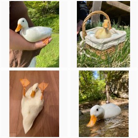 まっしろ! もちもち! 世界最小のアヒル・ココちゃんの癒しショット