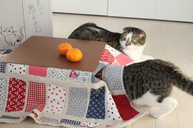 画像 写真 猫と こたつと 思い出みかん フォトギャラリー 3枚目 Oricon News