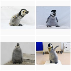 ぬいぐるみみたい…エンペラーペンギンの赤ちゃん、誕生から生後70日までの成長