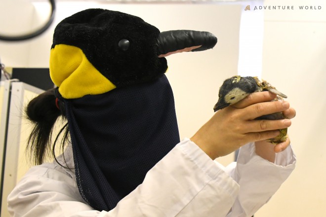 リアル コウペンちゃん ほわほわの赤ちゃんペンギンに反響 飼育員が驚いた おませさん な一面とは 2ページ目 Oricon News