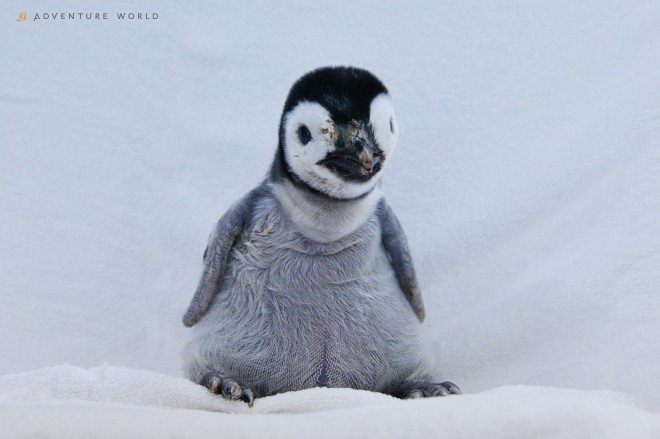 画像・写真 | ぬいぐるみみたい…エンペラーペンギンの赤ちゃん、誕生